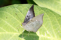 Euthalia anosia-3659