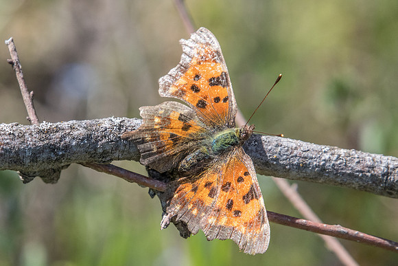 Polygonia c-album-8498