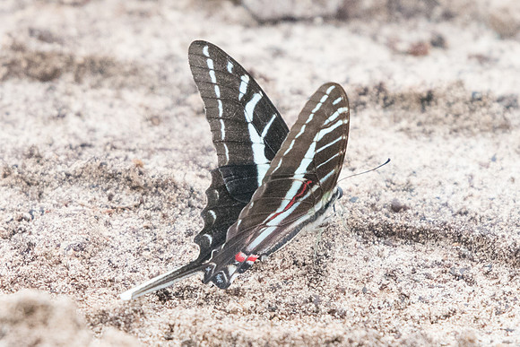 Protographium philolaus-2505