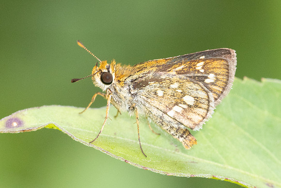 Taractrocera ardonia-8219 - Sungai Chiling - 9/03/25