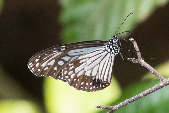 Parantica aglea-4137 - Doi Inthanon - 23/03/25