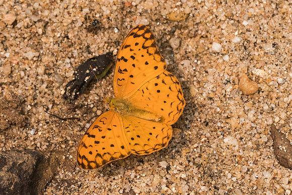 Phalanta phalanta-3823 - Chiang dao - 12/03/23