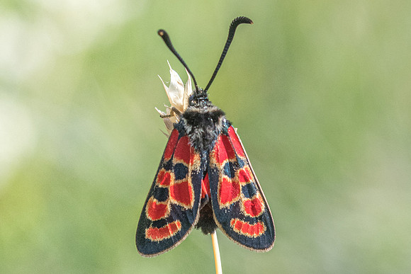 Zygaena carniolica ssp diniensis-0609- Gréolières les neiges - 27/06/20