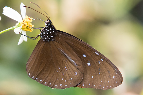 Euploea mulciber mulciber-6223 - Doi-Suthep - 10/03/23