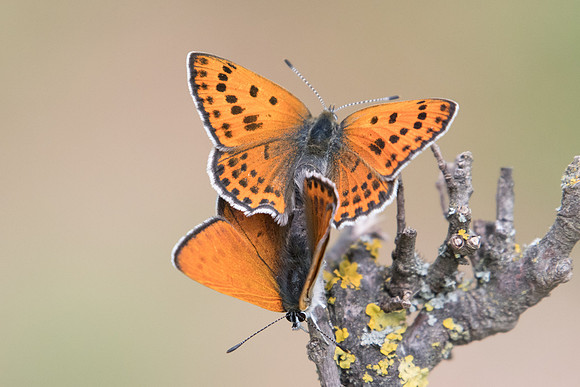 Lycaena thersamon-0356