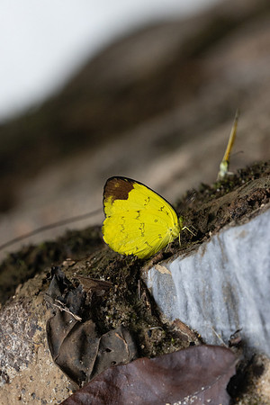 Eurema simulatrix id--8575