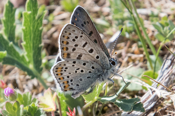 Lycaena tityrus-8471
