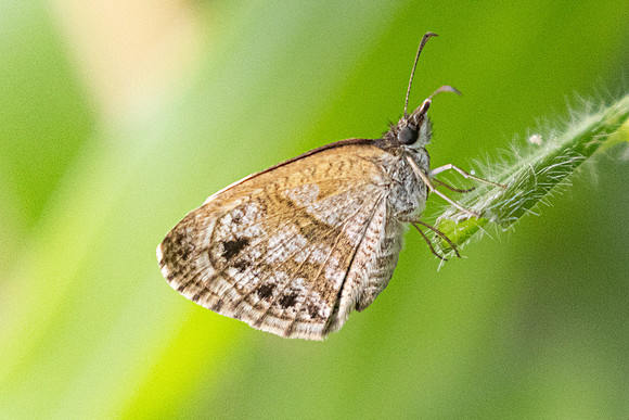 Zopyrion satyrina-0488