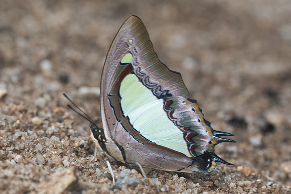 Polyura arja arja-1469 - - Chiang dao - 14/11/23