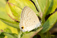 Catochrysops strabo-6639 - Chiang Mai - 29/03/25