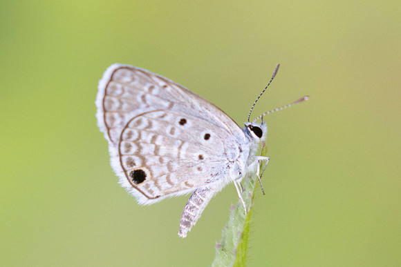 Hemiargus hanno-8836