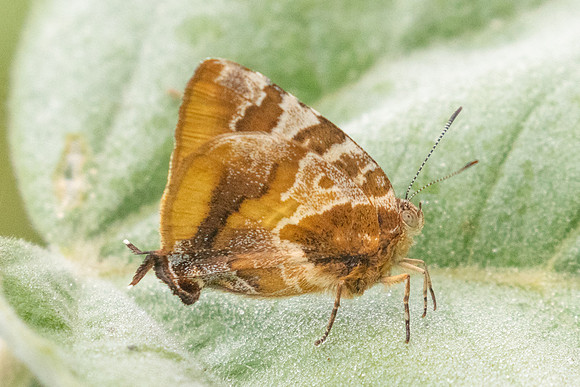 Arawacus ellida-2260- Barichara - 9/06/24