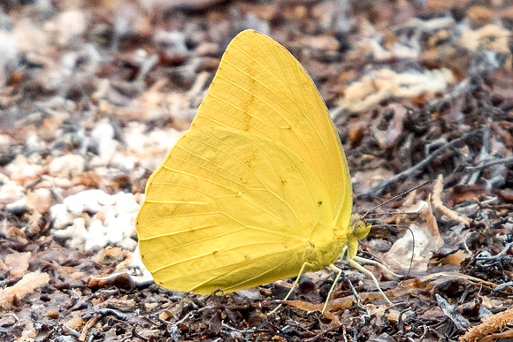 Phoebis agarithe-2484