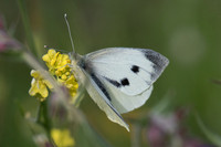 Pieris brassicae-9671