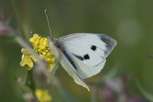 Pieris brassicae-9671