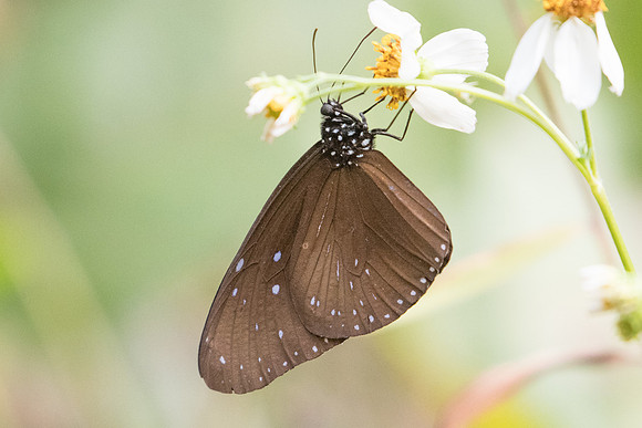 Euploea mulciber mulciber-6301 - Doi-Suthep - 10/03/23