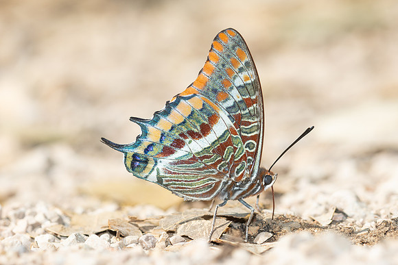 Charaxes jasius-9349 - Gorges de Caramy - 7/06/25