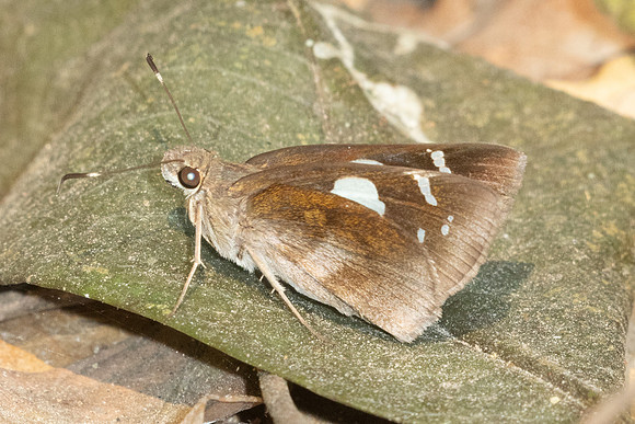 Notocrypta feisthamelii-3126- Mae Kampong Waterfall - 22/03/259