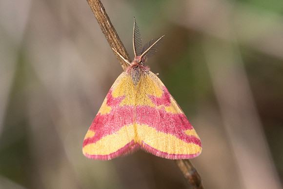 Lythria cruentaria-8800- Fontainebleau - 4/08/24
