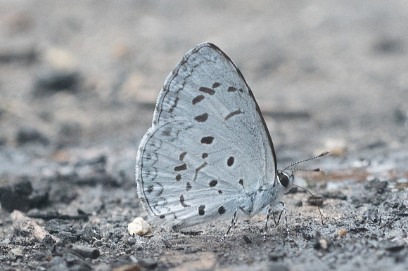 Acytolepis puspa gisca -1155 - Doi-Suthep - 13/11/23