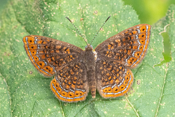Calephelis laverna-2727 - Barichara - 9/06/24