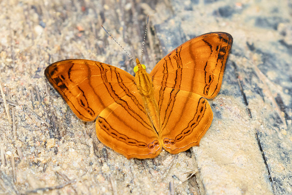 Chersonia rahria-9704-Gopeng, Sungai Geroh - 13/03/25