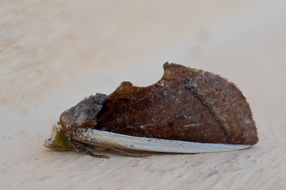 Gonodonta sp-7654