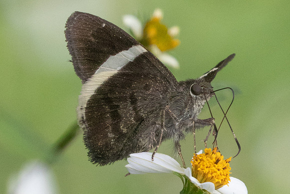 Cecropterus longipennis-5298