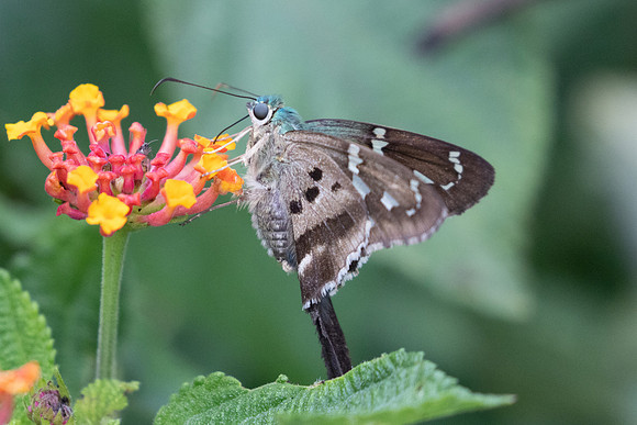 Urbanus proteus-2189 - Barichara - 9/06/24