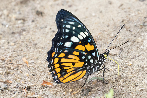 Sephisa chandra-4387