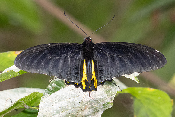 Troides helena-1681 - Chiang Dao - 17/03/24