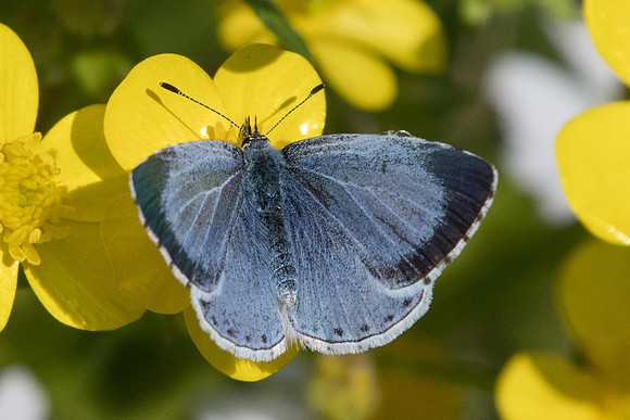 Celastrina argiolus ♀-2177