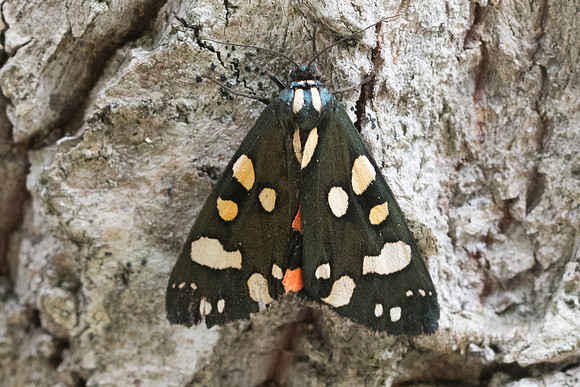 Callimorpha dominula-2078 - Nohedes - 16/07/23