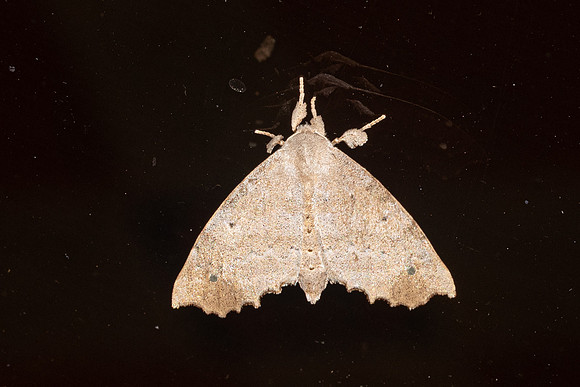 Moth-0317