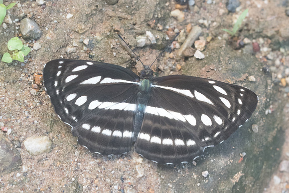 Neptis nata-9079 - Chiang Dao - 14/11/23