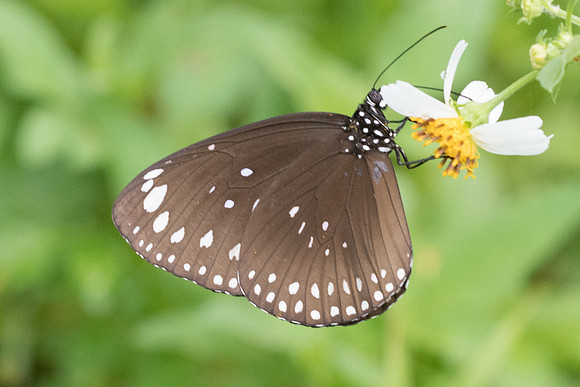 Euploea core graminifera-6628 - Krabi 25/11/23