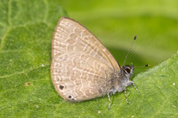 Petrelaea dana-2718