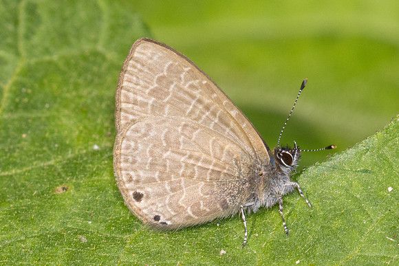 Petrelaea dana-2718