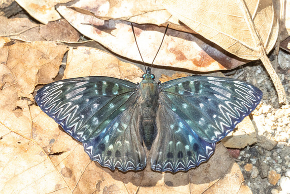 Dichorragia nesimachus-5541