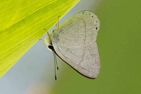 Euselasia eupatra-6592 - Salento - 17/06/24