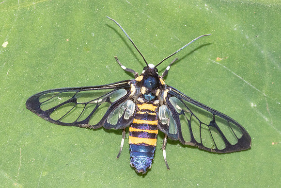 Amata divisa-5369