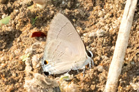 Rapala manea schistacea-6640 - Chiang Mai - 29/03/25