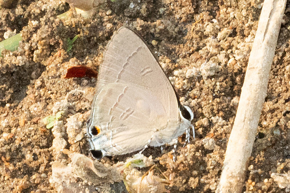 Rapala manea schistacea-6640 - Chiang Mai - 29/03/25