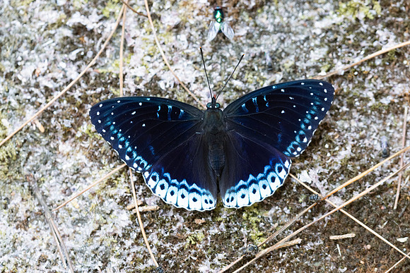 Stibochiona nicea-5914 - Doi Suthep 1577m - 27/03/25
