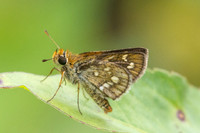Taractrocera ardonia-8216 - Sungai Chiling - 9/03/25
