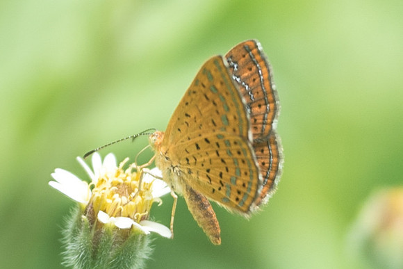 Calephelis sp-1365