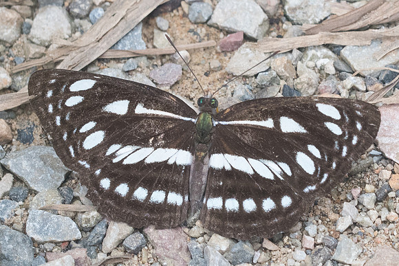 Neptis magadha-1719 - Chiang Dao - 16/11/23