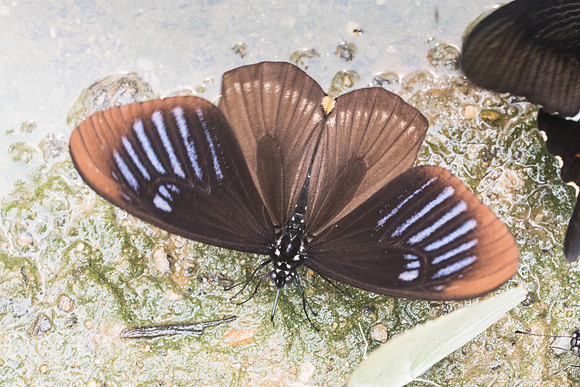 Papilio slateri slateri-5323 Chiang Dao - 12/03/23