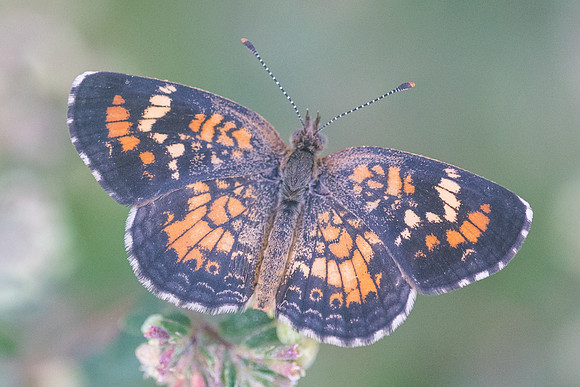 Phyciodes phaon-3437