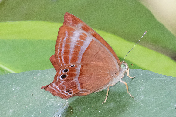 Abisara echerius paionea-7093 -   Doi-Suthep - 28/03/24